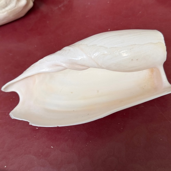 Medium Size Shells Not Found In Typical Souveneir Packs - Picture 9 of 16